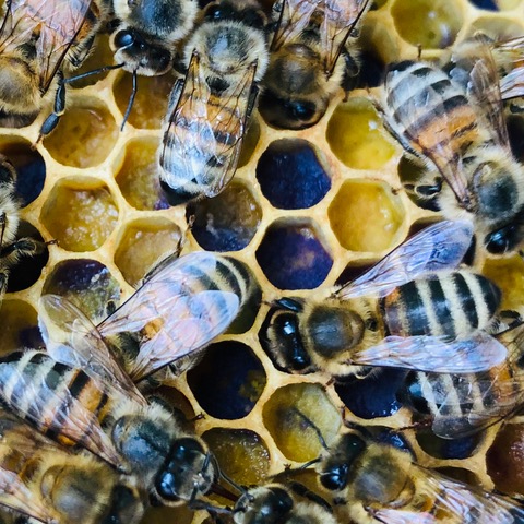 Bild vergrößern: Biene und Honig
